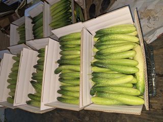 신동원님의 그동안 생산한 농작물은? · 참여글 작성글 사진