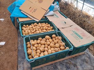 신동원님의 그동안 생산한 농작물은? · 참여글 작성글 사진