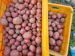 신동원님의 그동안 생산한 농작물은? · 참여글 작성글 사진