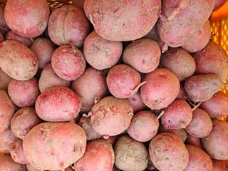 신동원님의 그동안 생산한 농작물은? · 참여글 작성글 사진