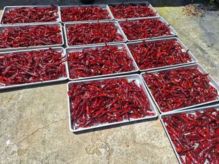 신동원님의 그동안 생산한 농작물은? · 참여글 작성글 사진