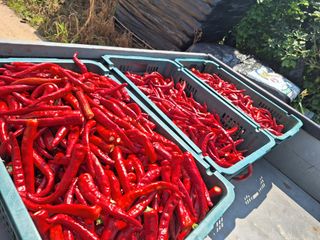 신동원님의 그동안 생산한 농작물은? · 참여글 작성글 사진