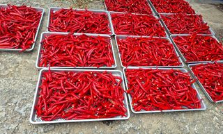 신동원님의 그동안 생산한 농작물은? · 참여글 작성글 사진