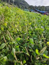 팜모닝 선도농가에 선정된 소감은?·참여글 게시글 이미지