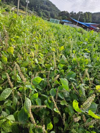 장송녀약초사랑농삿꾼님의 선도농가에 선정된 소감은? · 참여글 작성글 사진