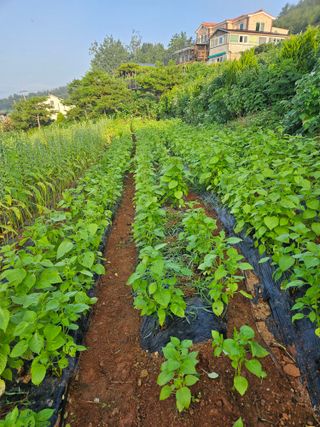 장송녀약초사랑농삿꾼님의 선도농가에 선정된 소감은? · 참여글 작성글 사진