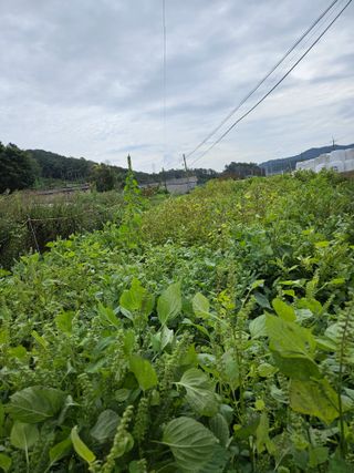 장송녀약초사랑농삿꾼님의 선도농가에 선정된 소감은? · 참여글 작성글 사진