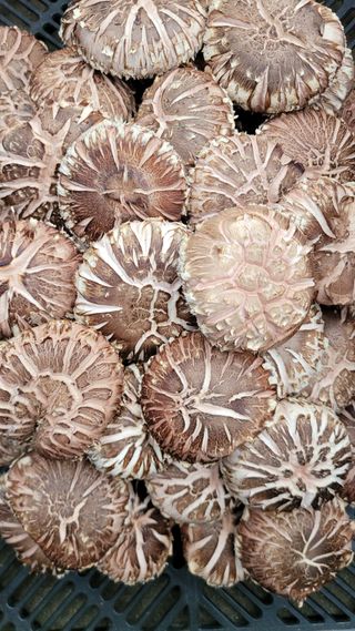 인더숲 님의 그동안 생산한 농작물은? · 참여글 작성글 사진