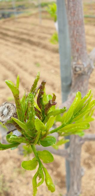 꼴값 조성용님의 기타작물 · 병해충상담 작성글 사진