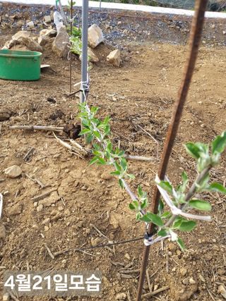 풍요님의 사과 · 묘목•접목 작성글 사진