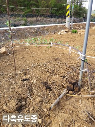 풍요님의 사과 · 묘목•접목 작성글 사진