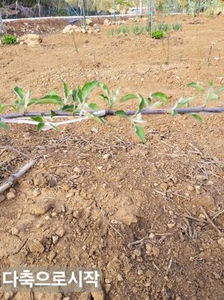 풍요님의 사과 · 묘목•접목 작성글 사진