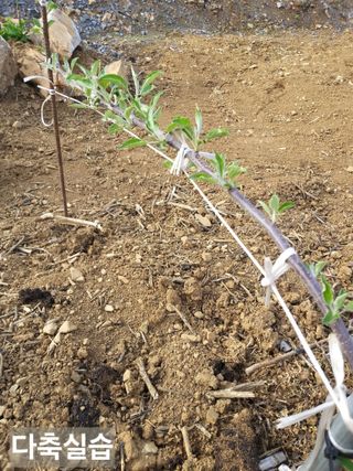 풍요님의 사과 · 묘목•접목 작성글 사진