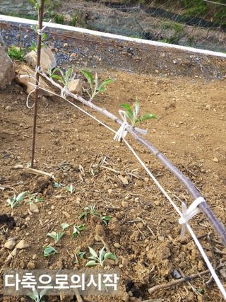 풍요님의 사과 · 묘목•접목 작성글 사진