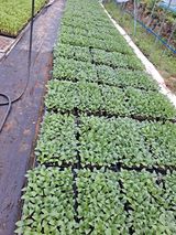 팜모닝 그동안 생산한 농작물은?·참여글 게시글 이미지