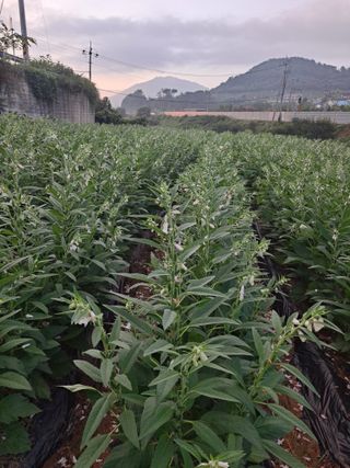 수선화30956님의 그동안 생산한 농작물은? · 참여글 작성글 사진