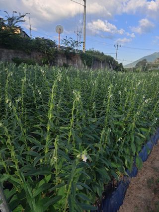 수선화30956님의 그동안 생산한 농작물은? · 참여글 작성글 사진