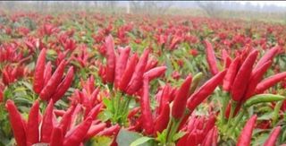 알 수 없음님의 고추 · 수확 작성글 사진