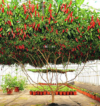 알 수 없음님의 고추 · 수확 작성글 사진