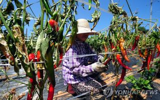 알 수 없음님의 고추 · 수확 작성글 사진