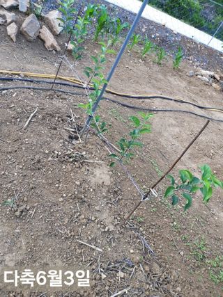 풍요님의 사과 · 묘목•접목 작성글 사진