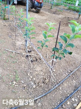 풍요님의 사과 · 묘목•접목 작성글 사진