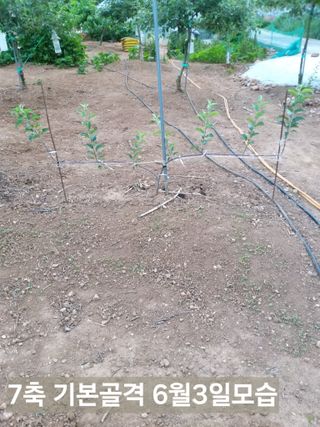 풍요님의 사과 · 묘목•접목 작성글 사진