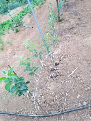 풍요님의 사과 · 묘목•접목 작성글 사진