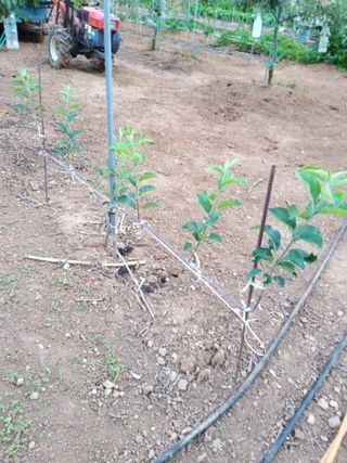 풍요님의 사과 · 묘목•접목 작성글 사진