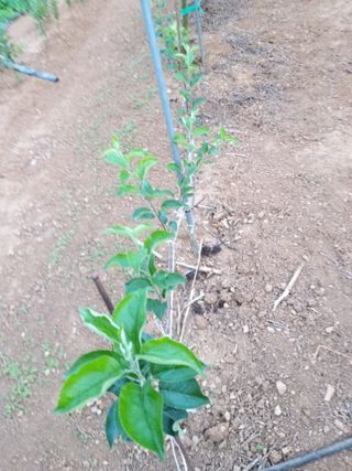 풍요님의 사과 · 묘목•접목 작성글 사진