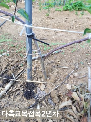 풍요님의 사과 · 묘목•접목 작성글 사진