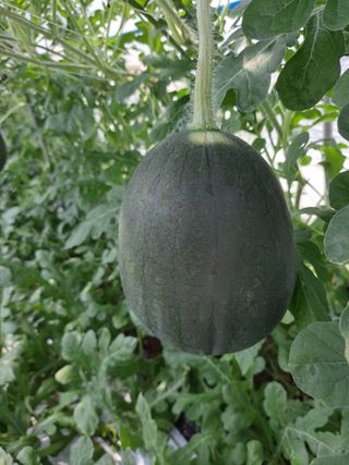 수선화30956님의 그동안 생산한 농작물은? · 참여글 작성글 사진