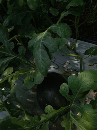 수선화30956님의 그동안 생산한 농작물은? · 참여글 작성글 사진