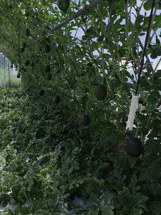 수선화30956님의 그동안 생산한 농작물은? · 참여글 작성글 사진