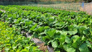 허화자님의 그동안 생산한 농작물은? · 참여글 작성글 사진