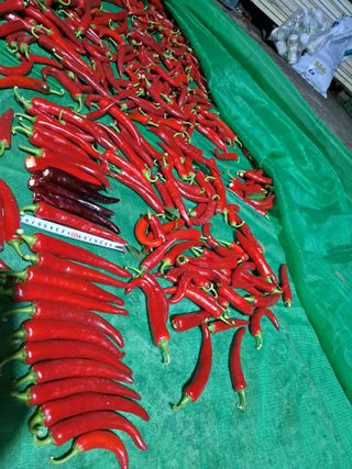 박흠님의 그동안 생산한 농작물은? · 참여글 작성글 사진