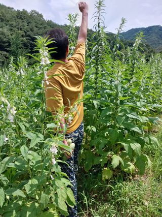 박흠님의 그동안 생산한 농작물은? · 참여글 작성글 사진