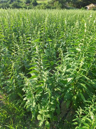 박흠님의 그동안 생산한 농작물은? · 참여글 작성글 사진