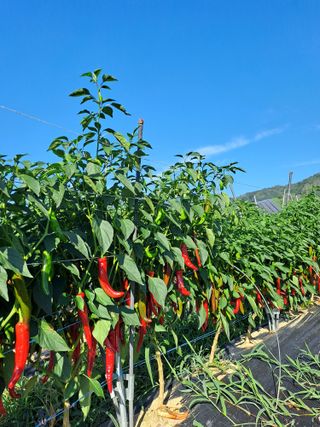 박흠님의 그동안 생산한 농작물은? · 참여글 작성글 사진