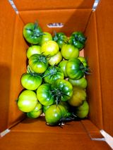 팜모닝 토마토·수확 게시글 이미지