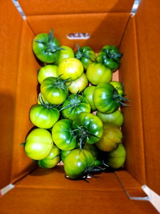 김지연님의 토마토 · 수확 작성글 사진