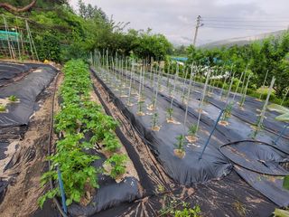 예비역님의 그동안 생산한 농작물은? · 참여글 작성글 사진
