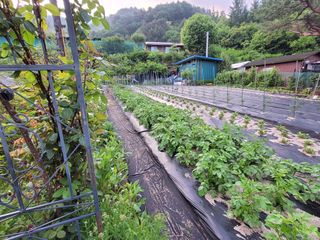 예비역님의 그동안 생산한 농작물은? · 참여글 작성글 사진