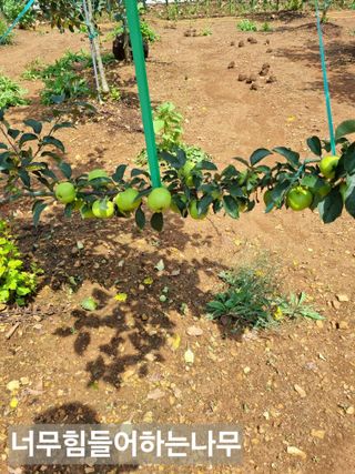 풍요님의 사과 · 묘목•접목 작성글 사진