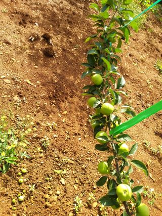 풍요님의 사과 · 묘목•접목 작성글 사진