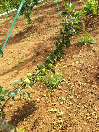 풍요님의 사과 · 묘목•접목 작성글 사진