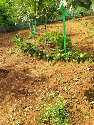 풍요님의 사과 · 묘목•접목 작성글 사진