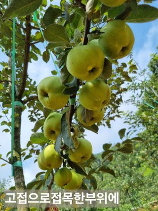 풍요님의 사과 · 묘목•접목 작성글 사진