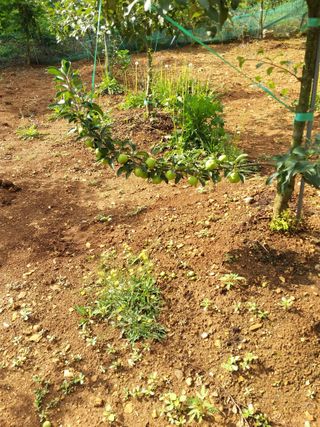 풍요님의 사과 · 묘목•접목 작성글 사진