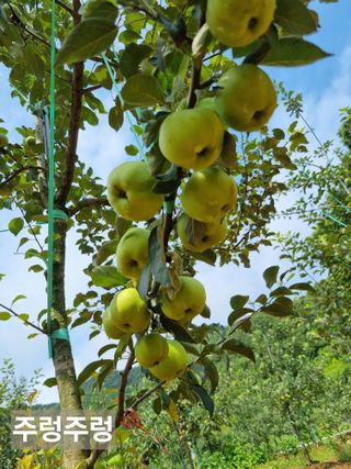 풍요님의 사과 · 묘목•접목 작성글 사진